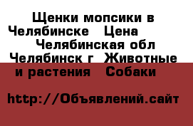 Щенки мопсики в Челябинске › Цена ­ 13 000 - Челябинская обл., Челябинск г. Животные и растения » Собаки   